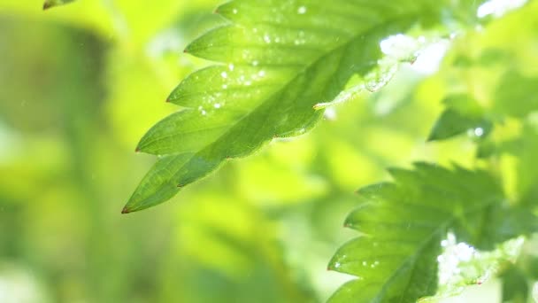 绿叶与雨滴在夏天在大自然中发展在风中 — 图库视频影像