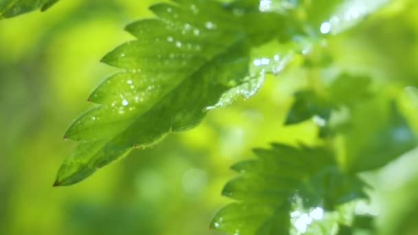 绿叶与雨滴在夏天在大自然中发展在风中 — 图库视频影像