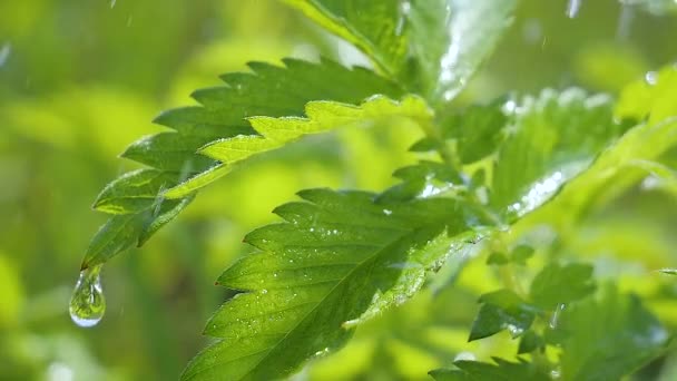 Green Leaf Raindrops Summer Nature Develops Wind — Stock Video