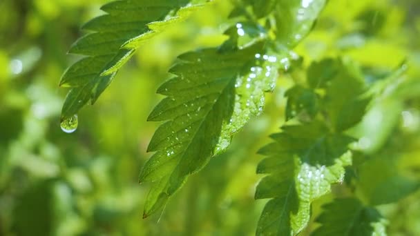 Grünes Blatt Mit Regentropfen Sommer Der Natur Entwickelt Sich Wind — Stockvideo