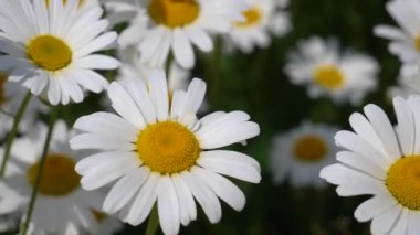Yaz alanında chamomiles yakın çekim