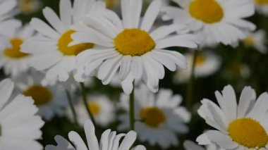 Yaz alanında chamomiles yakın çekim