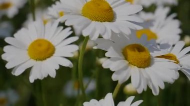 Yaz alanında chamomiles yakın çekim