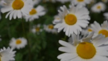 Yaz alanında chamomiles yakın çekim