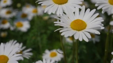 Yaz alanında chamomiles yakın çekim