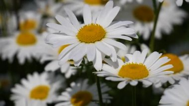 Yaz alanında chamomiles yakın çekim