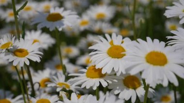 Yaz alanında chamomiles yakın çekim