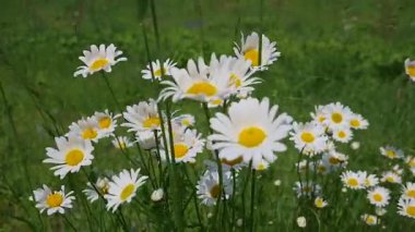 Yaz alanında chamomiles yakın çekim
