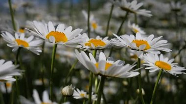 Yaz alanında chamomiles yakın çekim