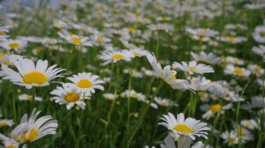 Yaz alanında chamomiles yakın çekim