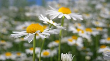 Yaz alanında chamomiles yakın çekim