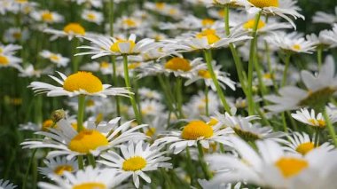 Yaz alanında chamomiles yakın çekim