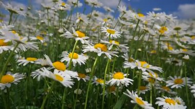 Yaz alanında chamomiles yakın çekim