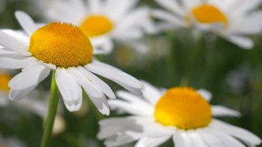 Yaz alanında chamomiles yakın çekim