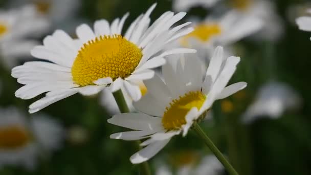 Chamomiles Dans Champ Été Close — Video