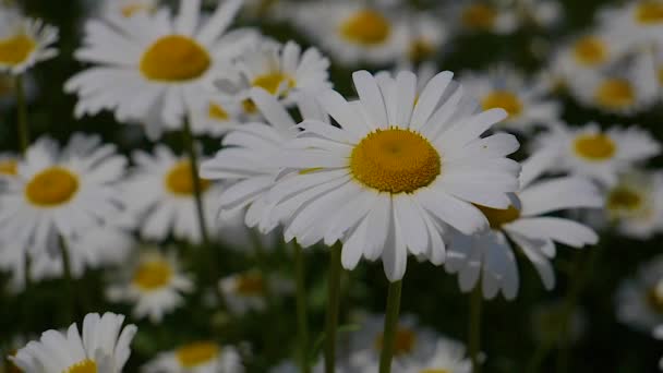 Camomille Nel Campo Estivo Primo Piano — Video Stock