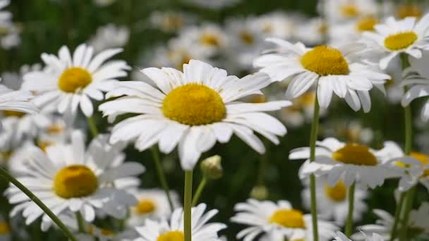 Camomille Nel Campo Estivo Primo Piano — Video Stock