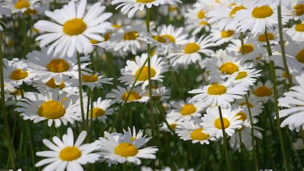 Chamomiles Het Zomer Veld Close — Stockvideo