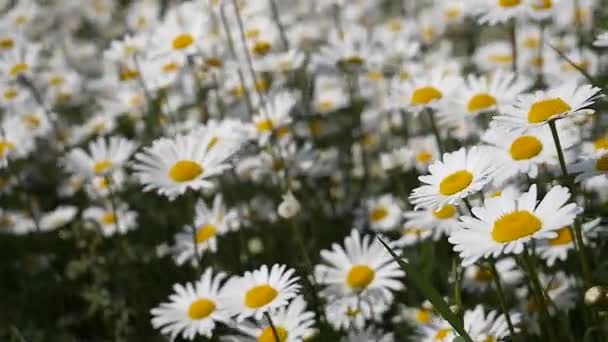 Chamomiles Dans Champ Été Close — Video