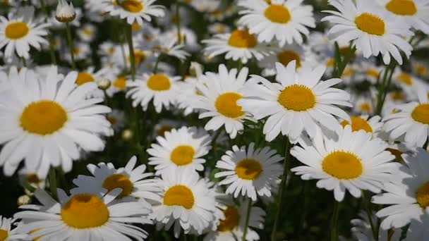 Chamomiles Dans Champ Été Close — Video