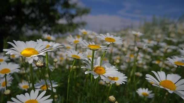 Chamomiles Summer Field Close — Stock Video