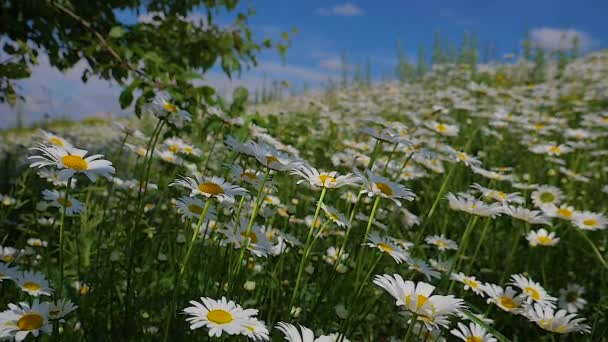 Chamomiles Het Zomer Veld Close — Stockvideo