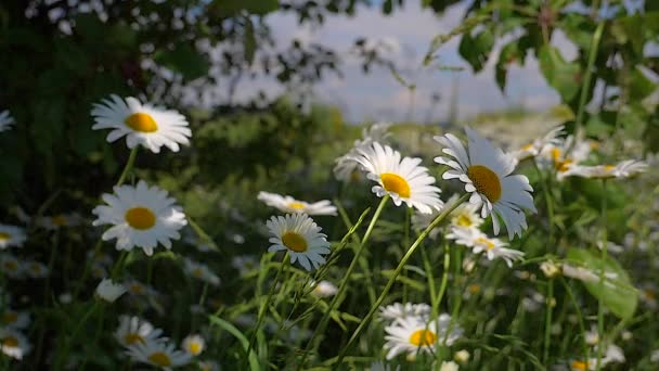 Camomille Nel Campo Estivo Primo Piano — Video Stock