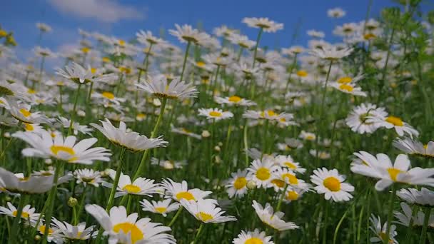 Chamomiles Dans Champ Été Close — Video