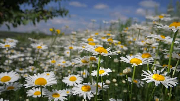 Camomille Nel Campo Estivo Primo Piano — Video Stock