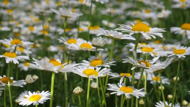 Chamomiles Dans Champ Été Close — Video