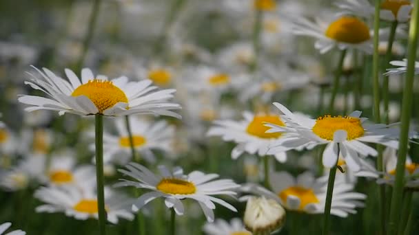 Camomille Nel Campo Estivo Primo Piano — Video Stock