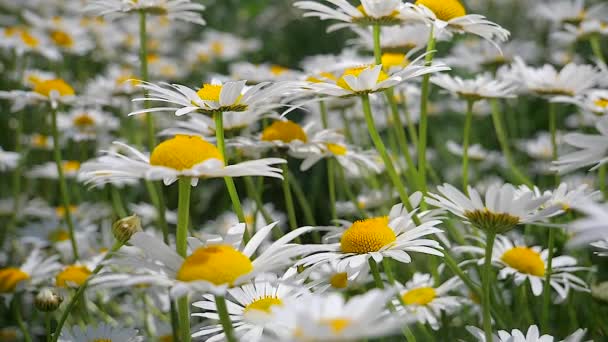 Chamomiles Het Zomer Veld Close — Stockvideo