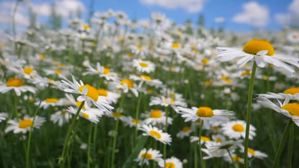 Chamomiles Dans Champ Été Close — Video