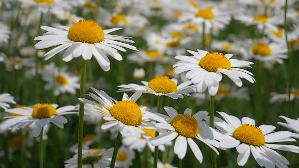 Chamomiles Het Zomer Veld Close — Stockvideo