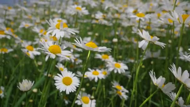 Camomille Nel Campo Estivo Primo Piano — Video Stock