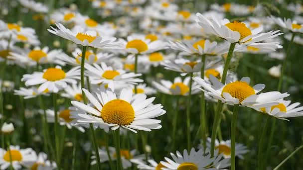 Chamomiles Het Zomer Veld Close — Stockvideo