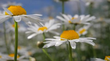 Yaz alanında chamomiles yakın çekim