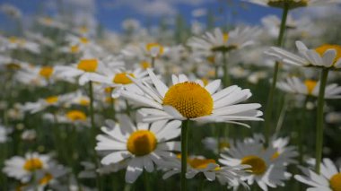 Yaz alanında chamomiles yakın çekim