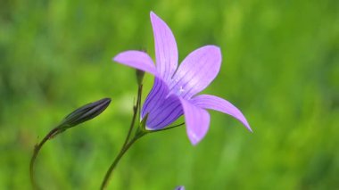 Mor kır çiçekleri yazın doğa üzerine çan çiçekleri
