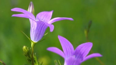 Mor kır çiçekleri yazın doğa üzerine çan çiçekleri