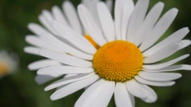 Yaz alanında chamomiles yakın çekim