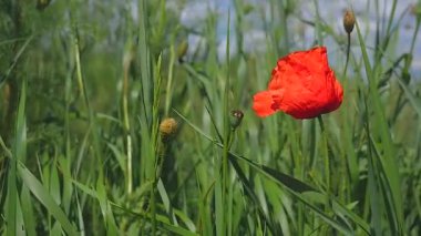Yeşil tarlada gelincik çiçekleri