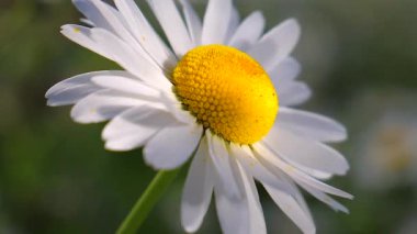 Yaz alanında chamomiles yakın çekim