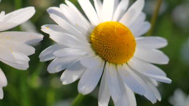 Yaz alanında chamomiles yakın çekim