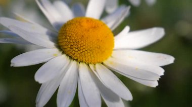 Yaz alanında chamomiles yakın çekim