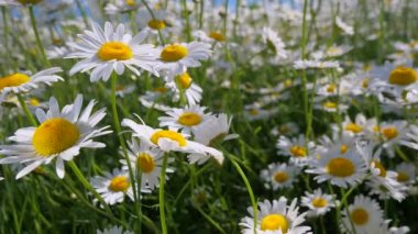 Yaz alanında chamomiles yakın çekim