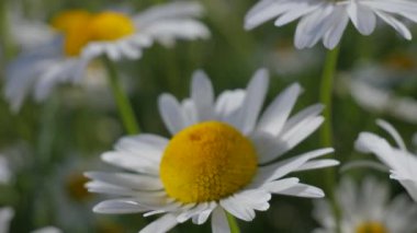 Yaz alanında chamomiles yakın çekim