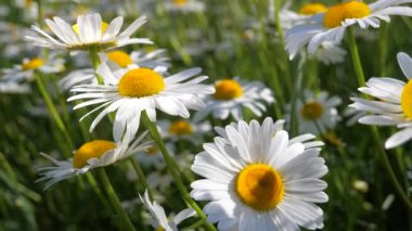 Yaz alanında chamomiles yakın çekim