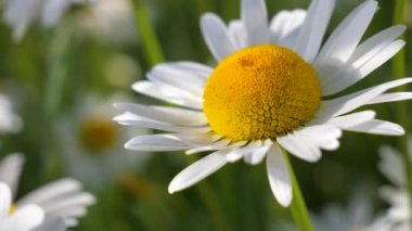 Yaz alanında chamomiles yakın çekim
