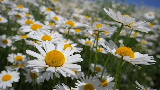 Chamomiles Summer Field Close — Stock Video